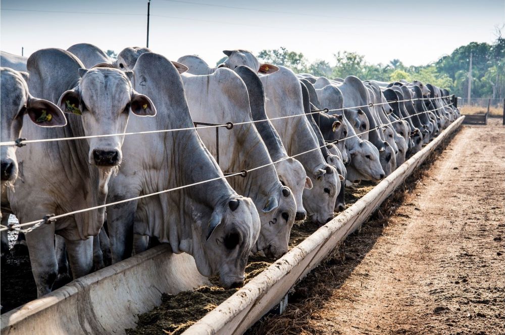 graypoint-farms-feeding-animals