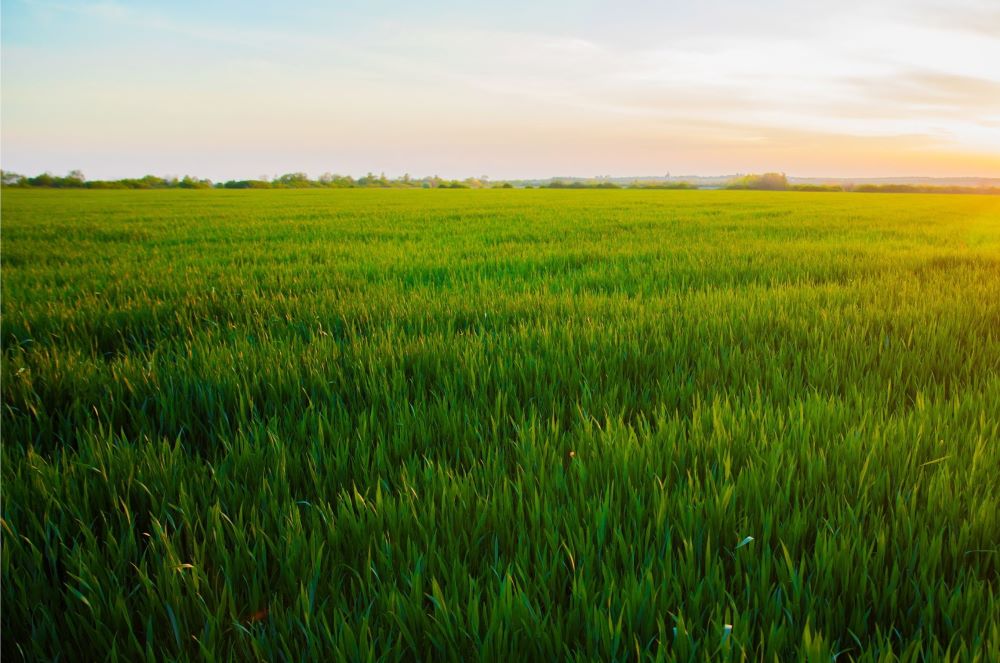 graypoint-farms-planting-pasture