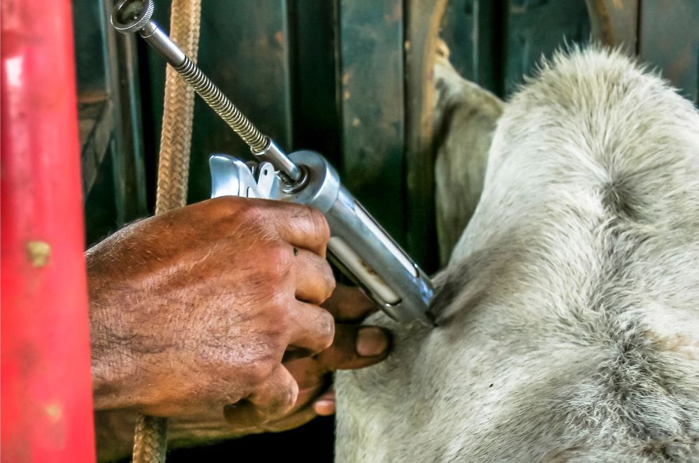 treating-animals