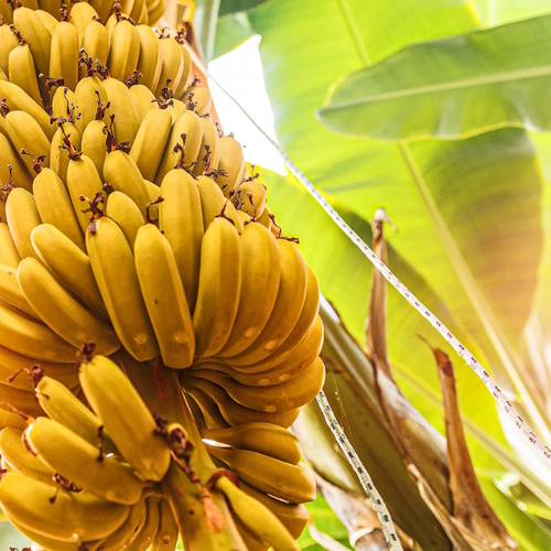 bananas