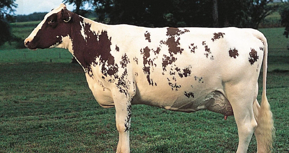 graypoint-farms-breed-Ayrshire