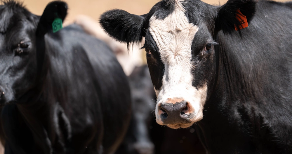 graypoint-farms-breed-angus