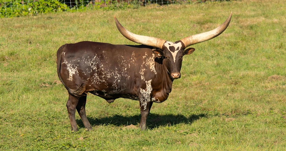 graypoint-farms-breed-ankole