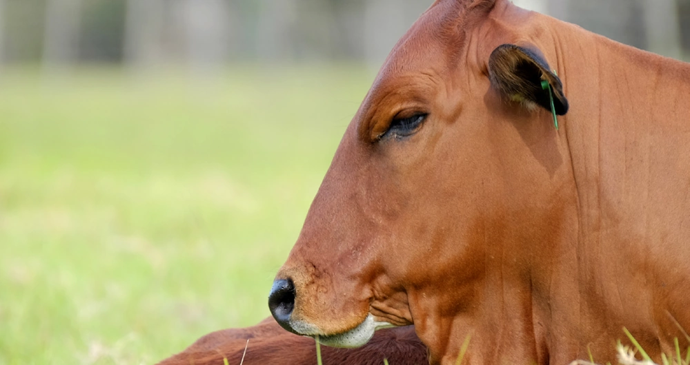 graypoint-farms-breed-boran