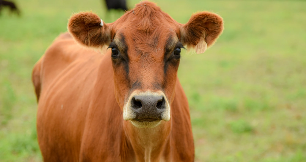 graypoint-farms-breed-brown-swiss