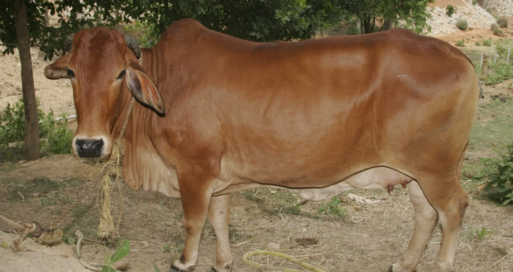graypoint-farms-breed-sahiwal