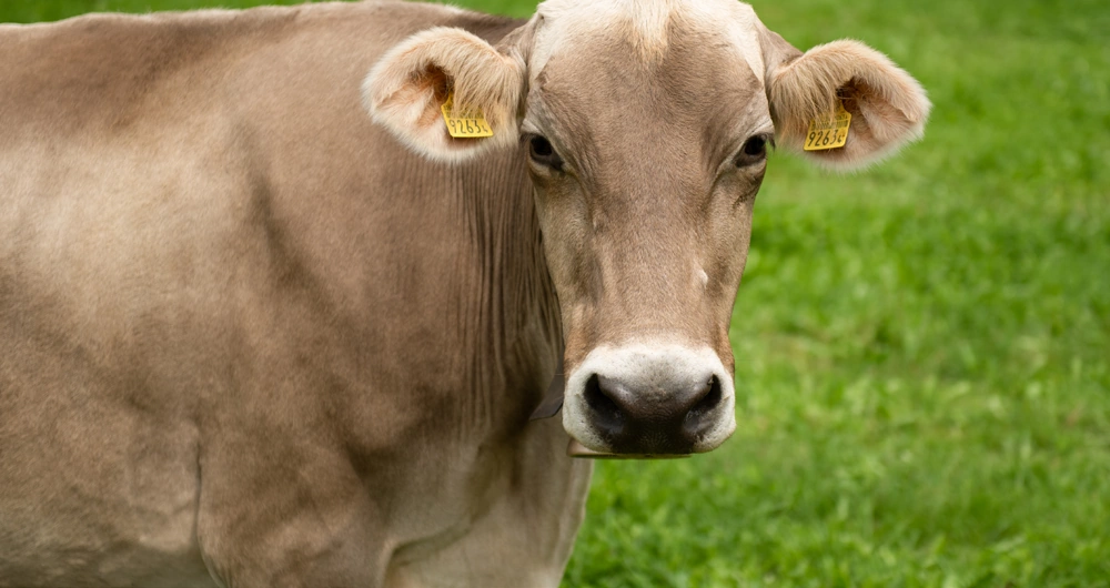 graypointfarms-breed-jersey